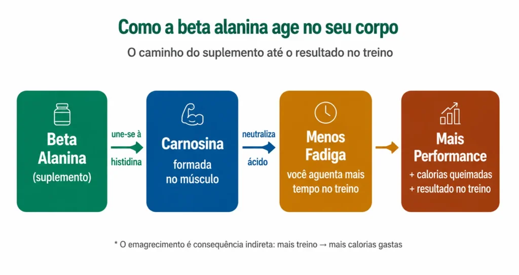 Como a Carnosina Age no Musculo